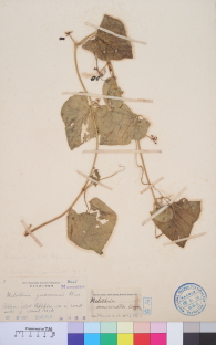 Specimen thumbnail